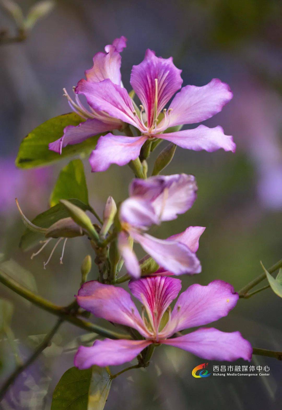 高清图集一路繁花总是春满路尽开洋紫荆