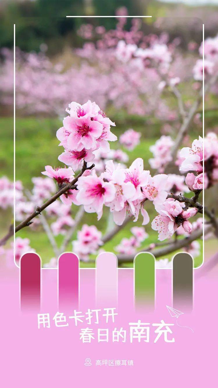 收藏南充的春日从绿黄粉白开始