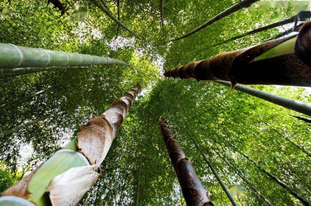 夺……夺笋啊_竹笋_冬笋_竹林