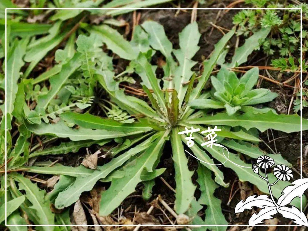 具体吃法荠菜属于十字花科,也叫荠荠菜,地菜.