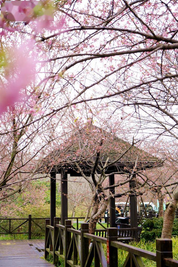 上海樱花节首个周六,顾村公园接待游客超6.78万人次!