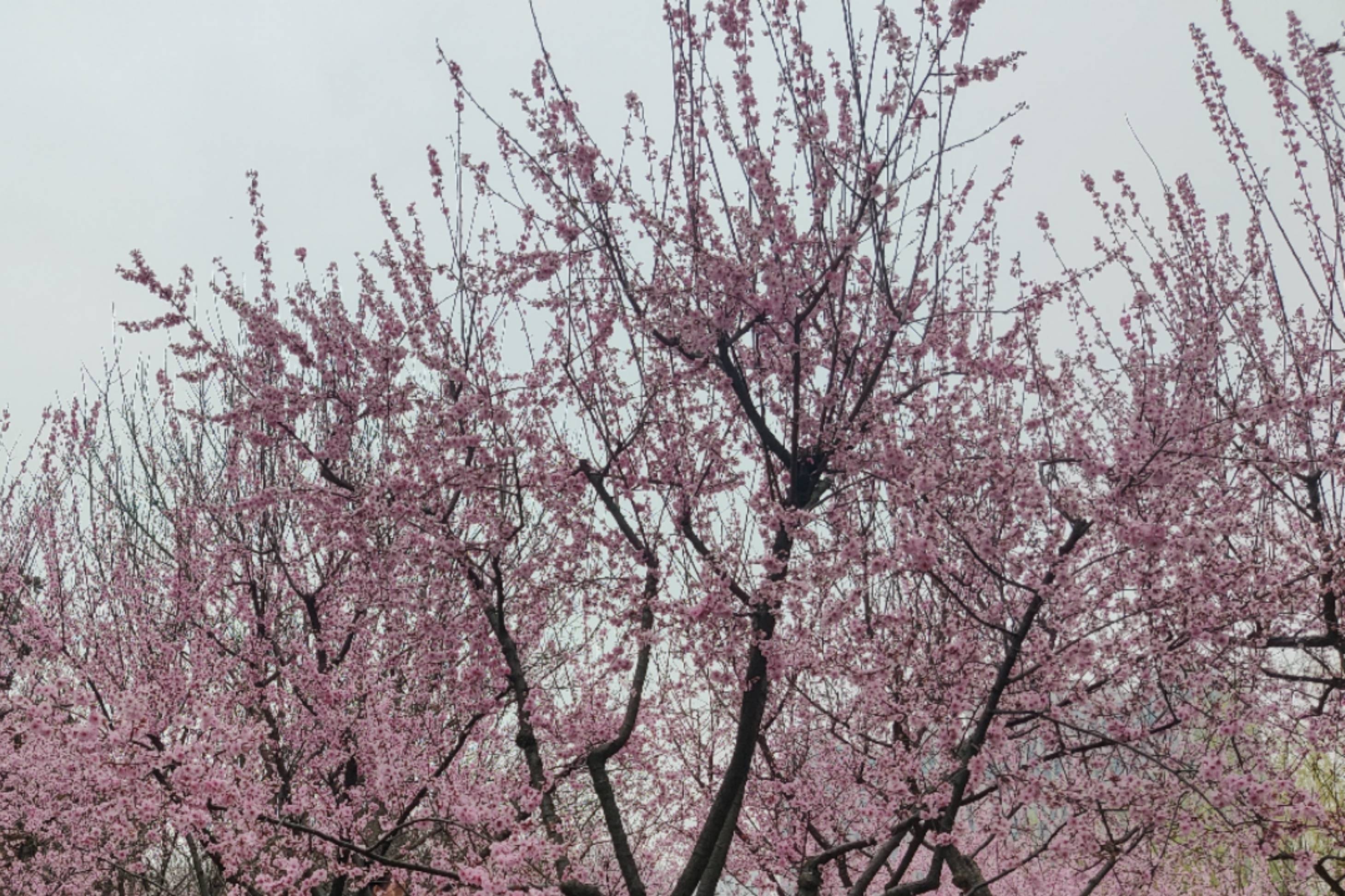 这里不拥挤,还免门票!武汉堤角公园1300余株樱花约三成盛放