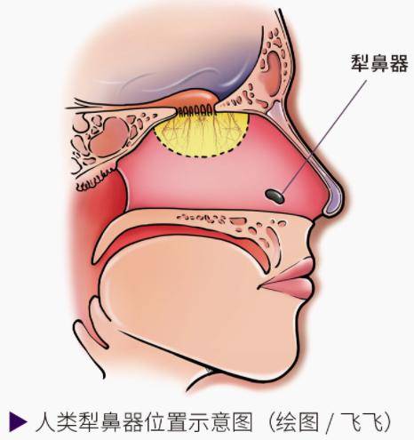 动物_嗅觉_鼻腔