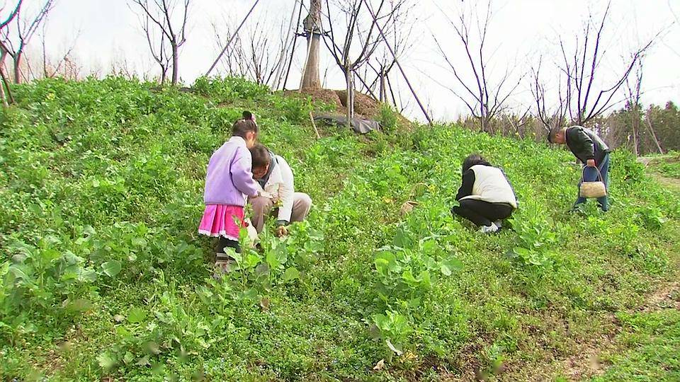 持续至5月5日快来崇明这里体验挖野菜的乐趣