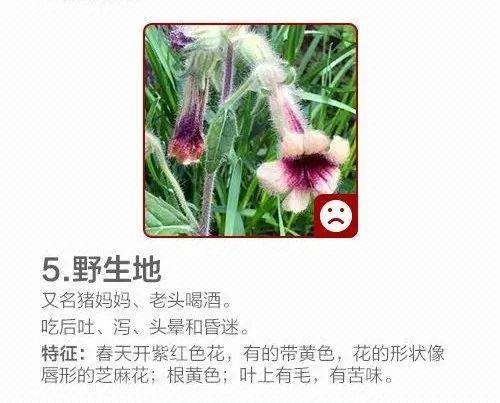 多人误食有毒野花2023年3~5月,云南有多名市民因误食有毒野花而被紧急