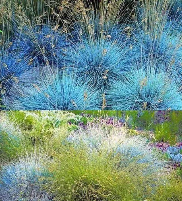 观赏草丨未来景观的一个探索