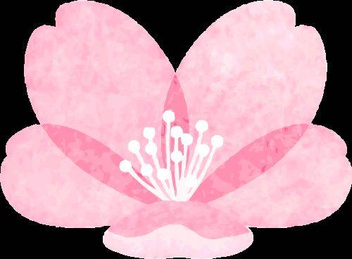 你好大自然第280期星苹果