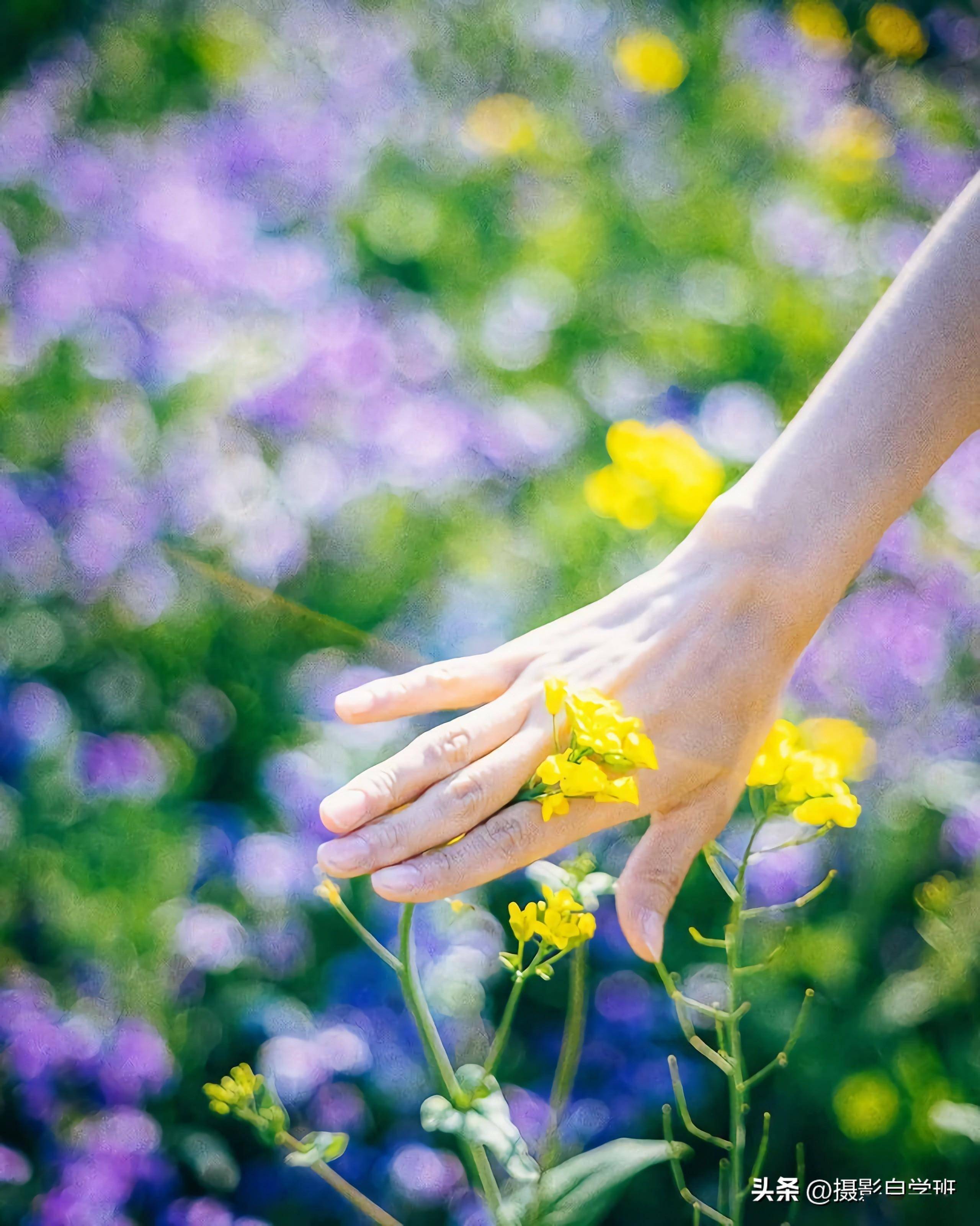 手拿油菜花图片真实图片