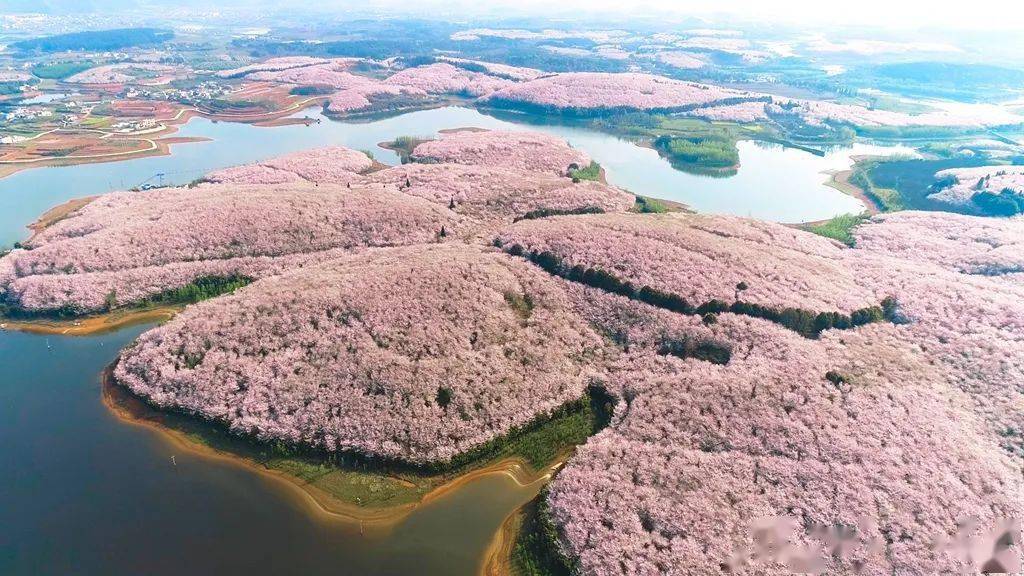 "爽爽贵阳·繁花似锦" 市县两级联动报道⑧丨清镇市:以花为媒引客来_