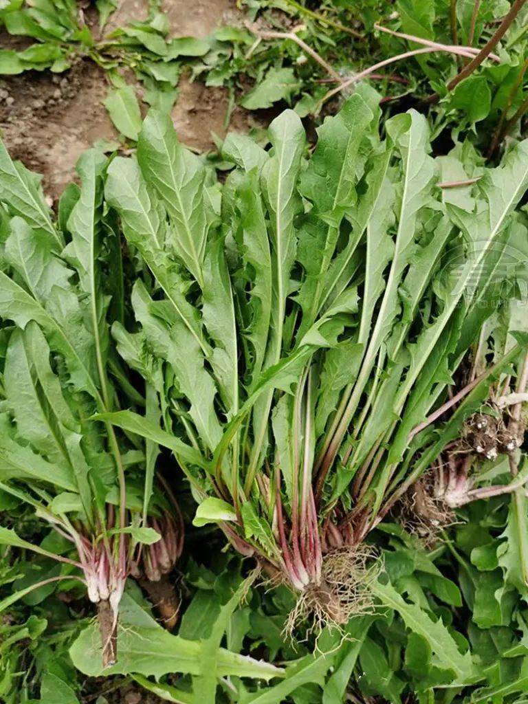 价格飙升!巨野正上市!_香椿_野菜_市民