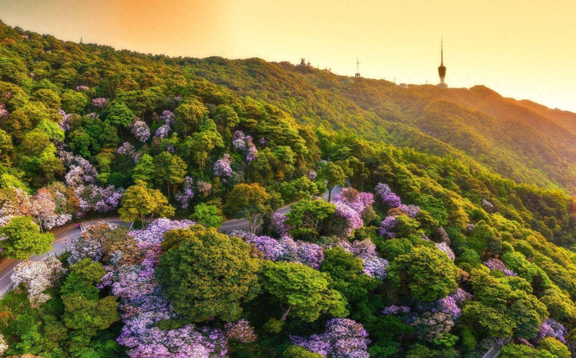 梧桐山本周将迎一年一度"最美花期",千年杜鹃王,"城中