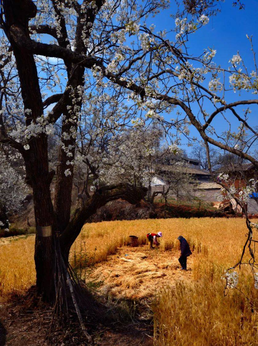 流程公布2024年大理鹤庆奇峰梨花文化旅游节即将开启