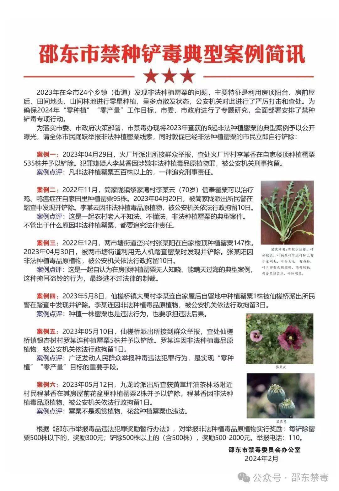 邵东6人非法种植毒品原植物被拘留!_罂粟_案例_举报