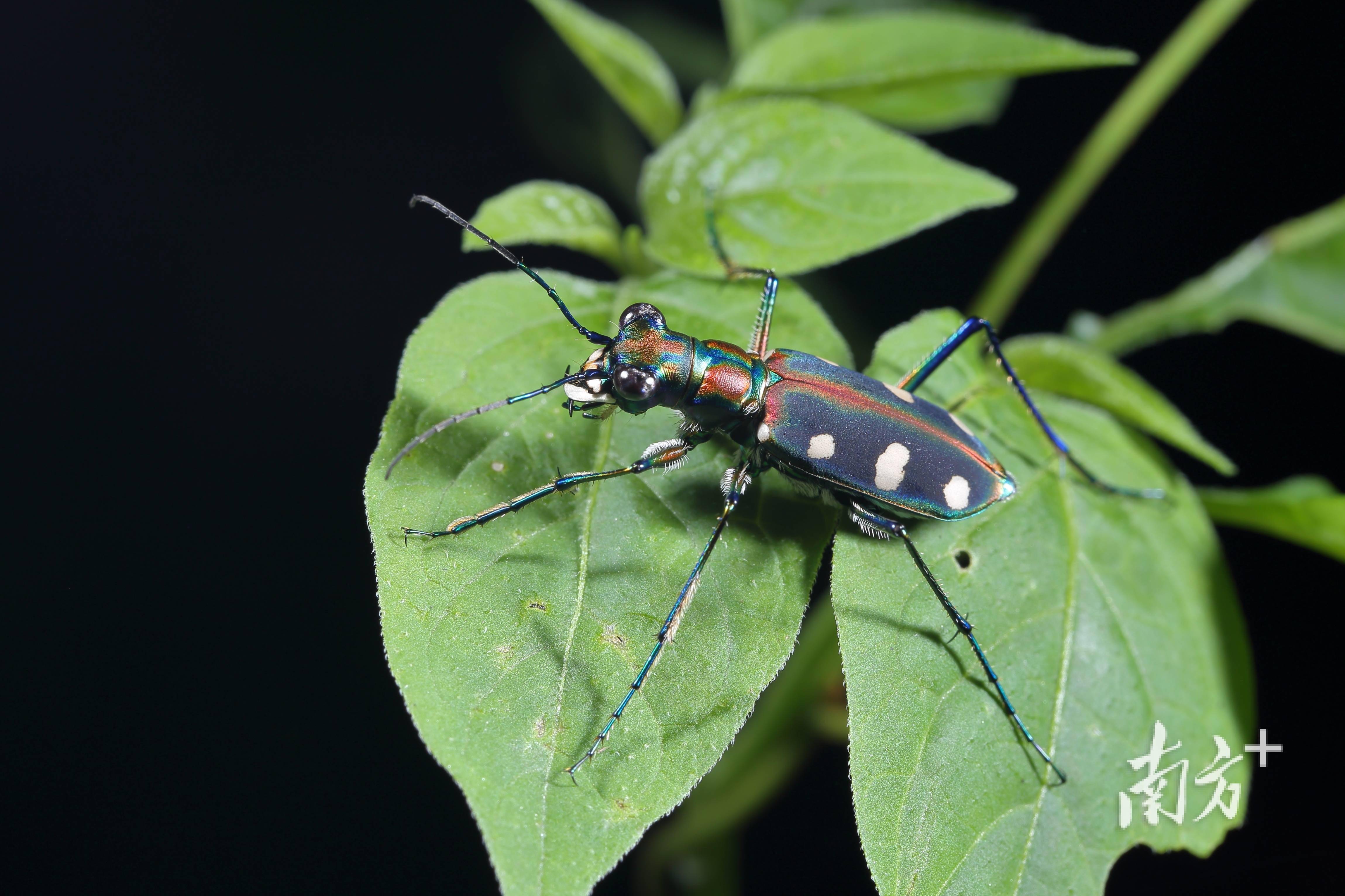 广东到底有多少种昆虫答案终于揭晓