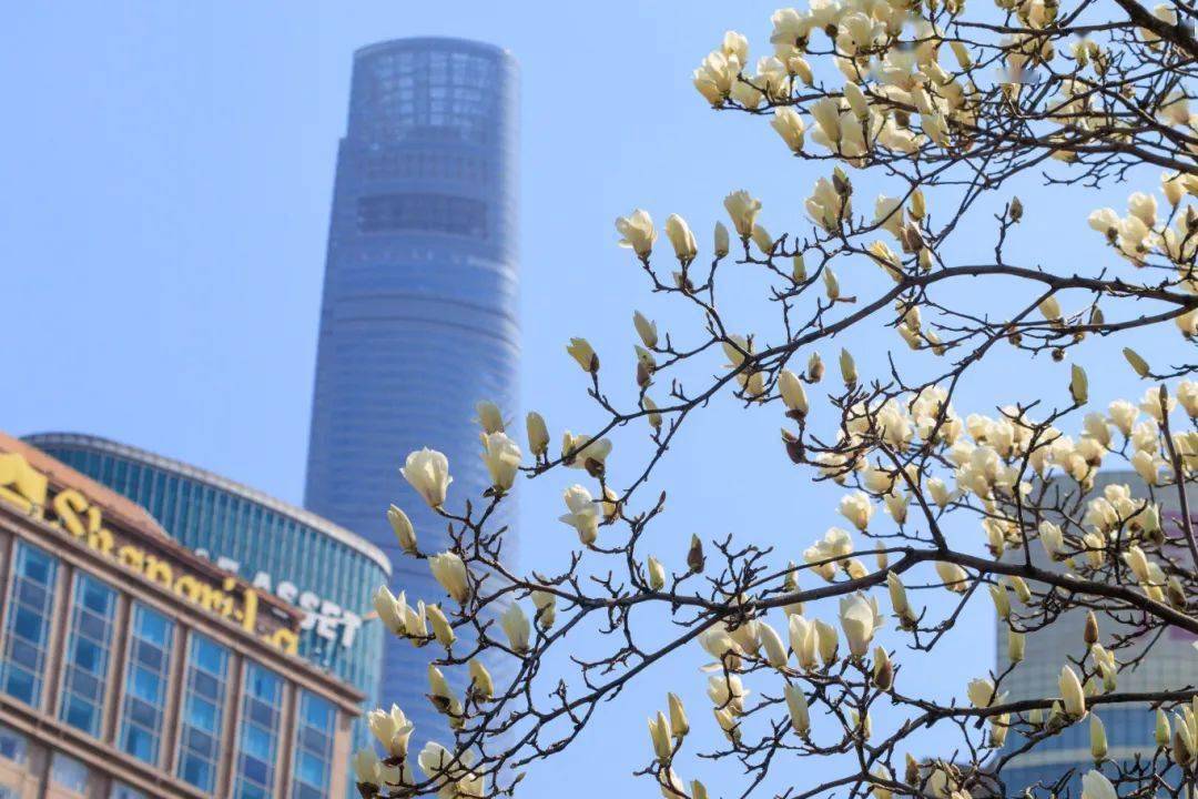 "市花"白玉兰绽放,快来这些点位观赏吧→_公园_地址_