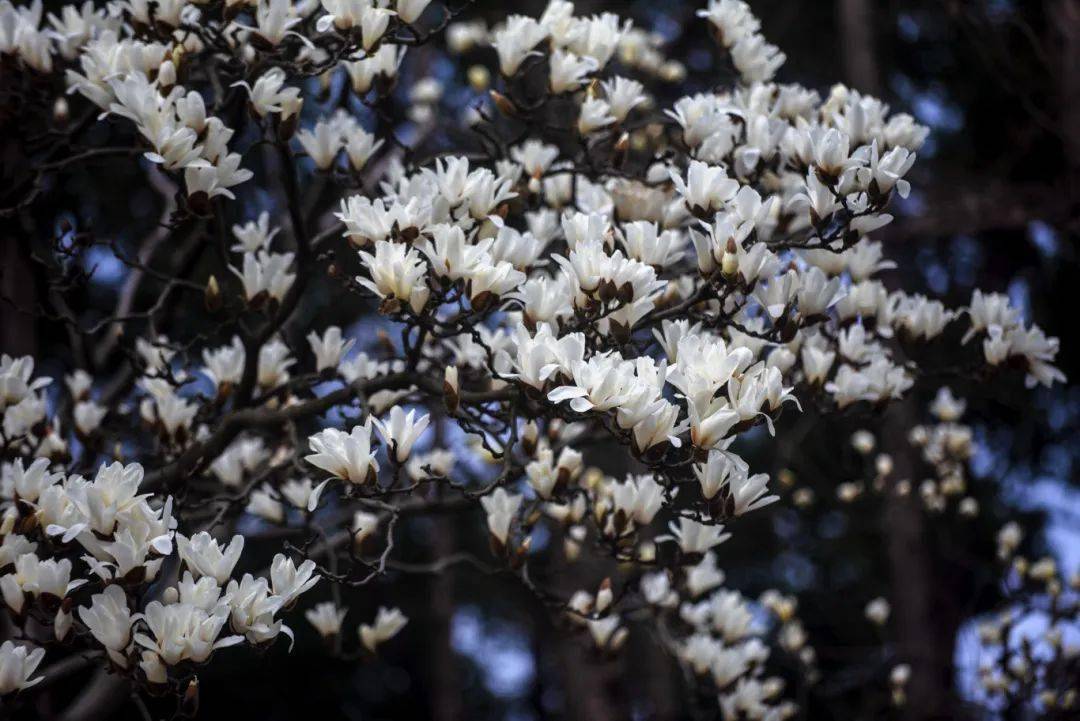 "市花"白玉兰绽放,快来这些点位观赏吧→_公园_地址_浦东新区