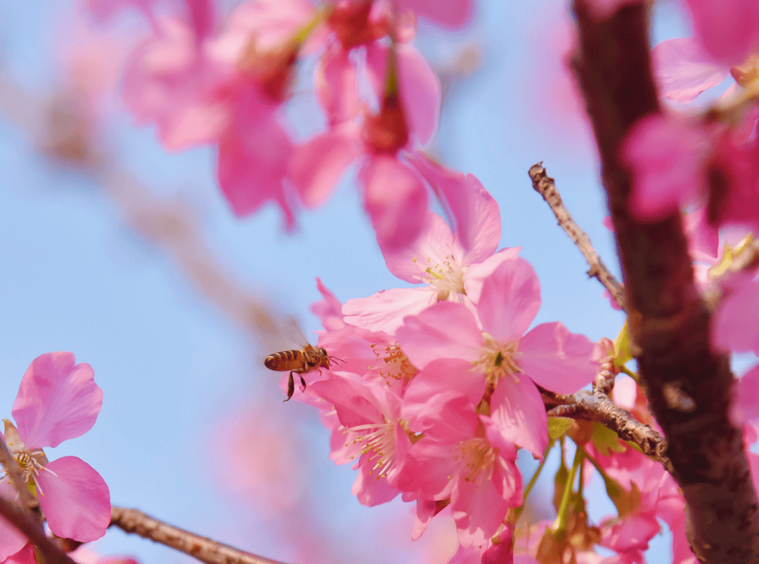 实力圈粉厦门这些粉色花海超出片