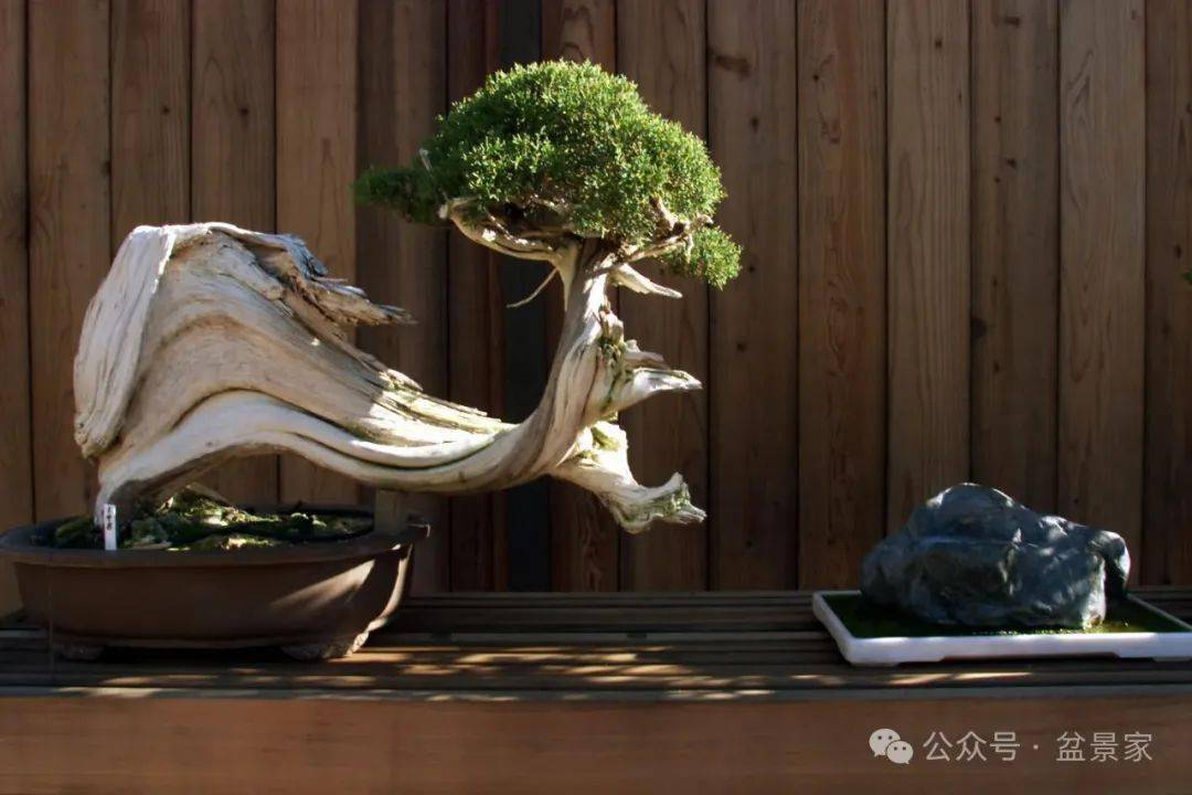 此外,盆景艺术与中国的文人画,诗词,书法等其他艺术形式相互影响,融合