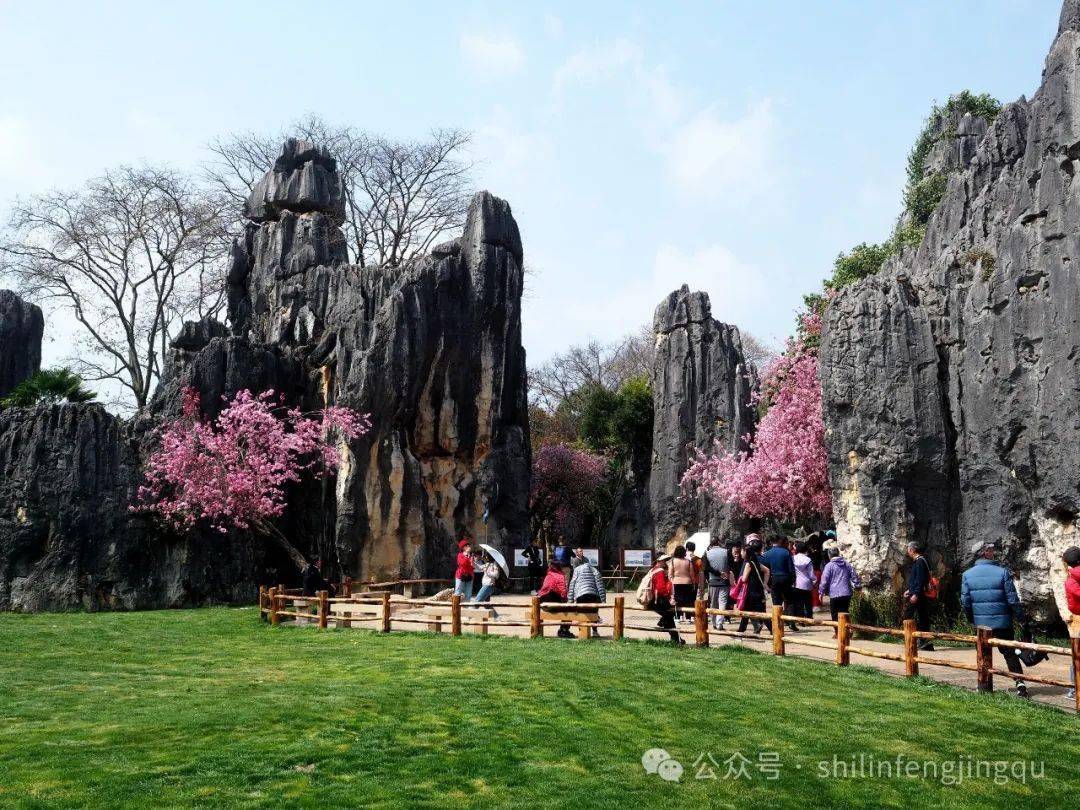 花瓣雨漫天飞舞,石林春景更添色_活动_表演_风景区
