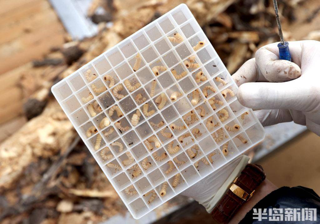 以虫治虫在青岛这里有支林业天敌战队