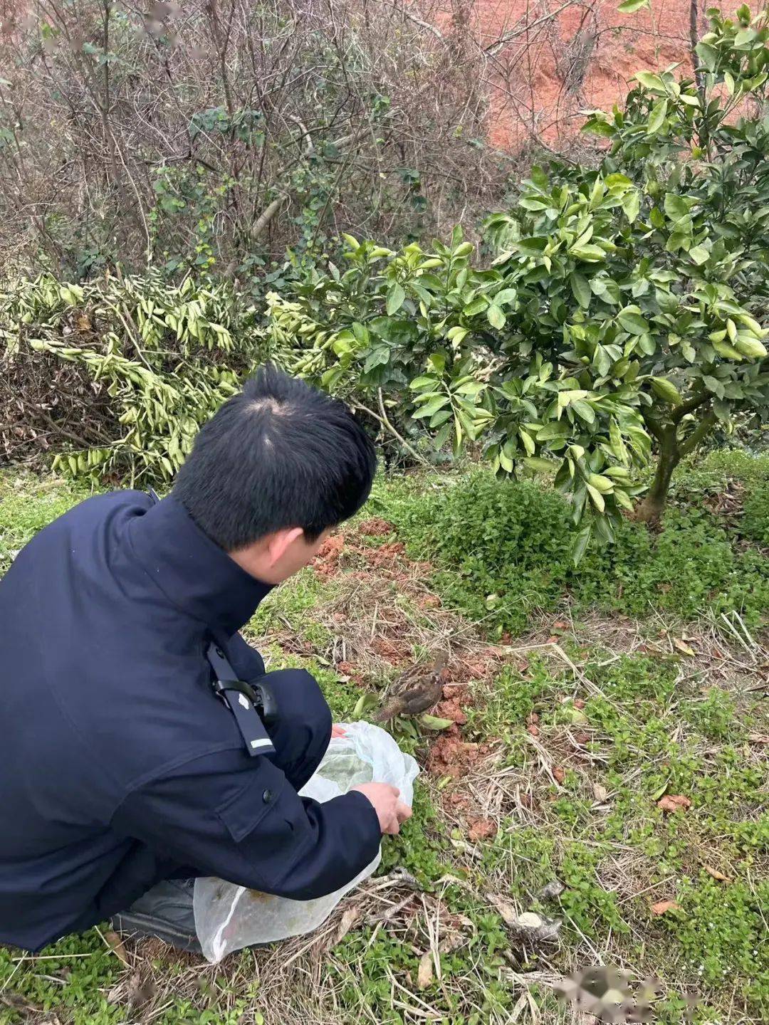 缴获野生动物声音诱捕器2套搜出活体野生竹鸡5只,死体野生竹鸡1只民警