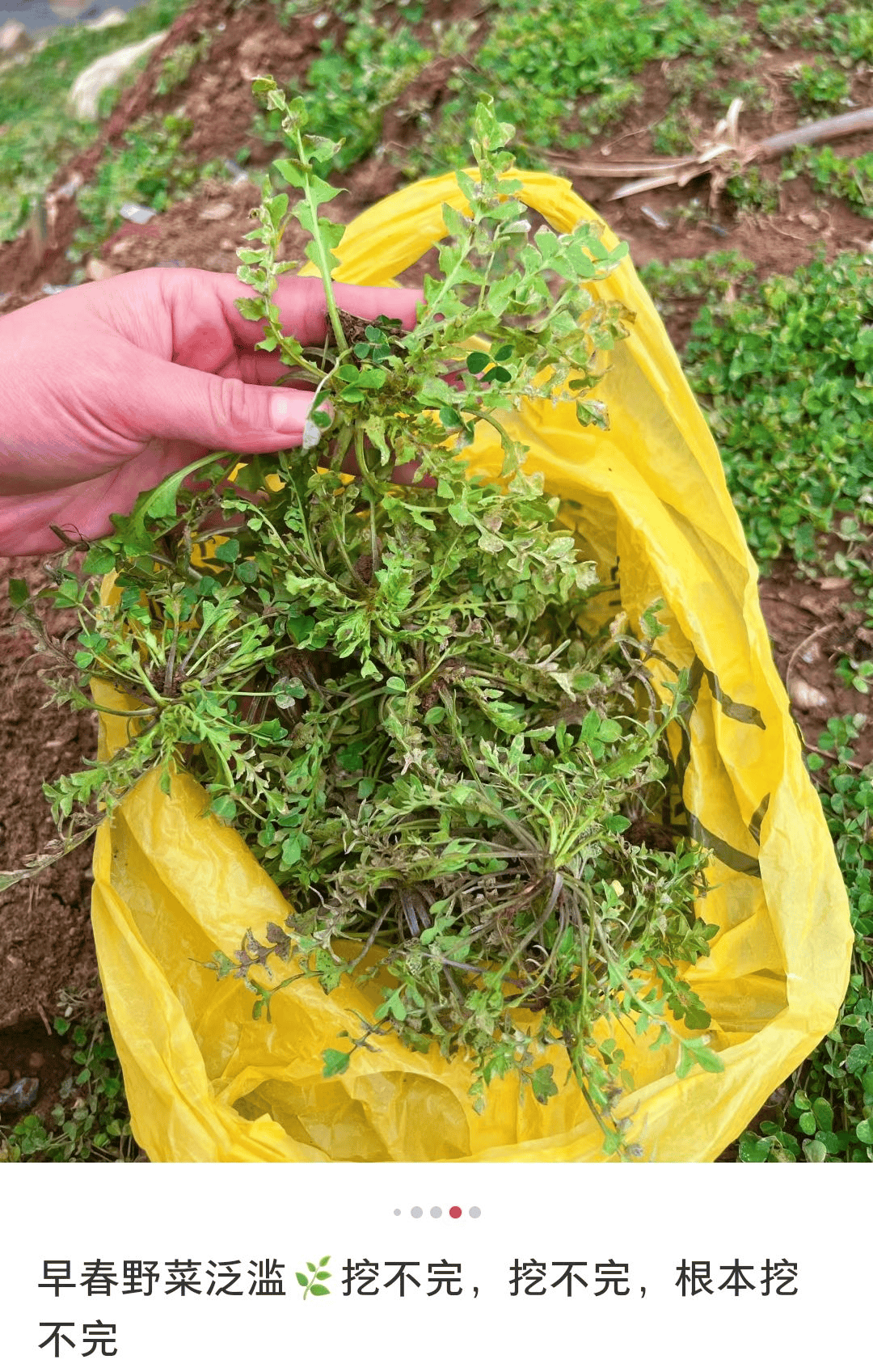 别挖别乱吃→_有毒_野菜_食用者