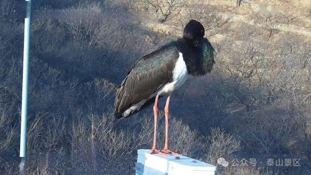 国家一级保护野生动物黑鹳现身泰山