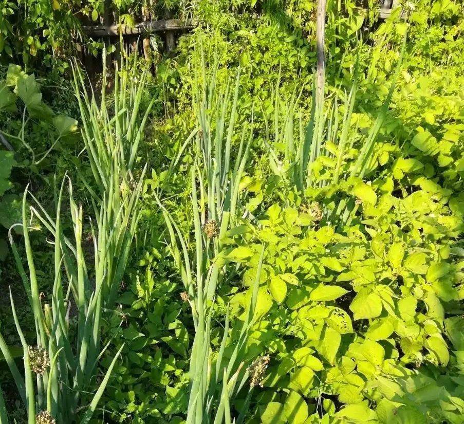 种菜小记 ‖郑永强_许昌_豆角_黄瓜