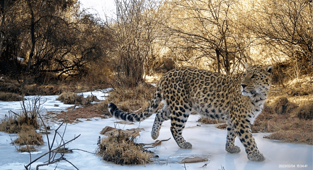 中国人爱"吸"猫,但这样的"大猫"吸起来更香!_保护_猫盟_云豹