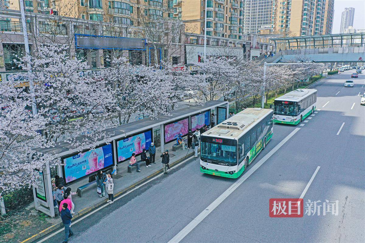 樱花盛开,武汉一公交站被赞"最美"走红网络_大黄村_相关_喻东路
