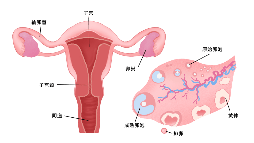 女性B型大全图卵巢图片