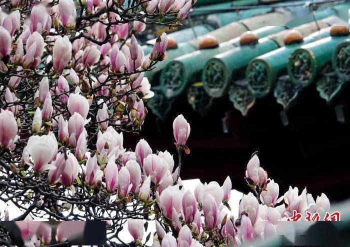 四川平武报恩寺里春意浓百岁玉兰花正盛
