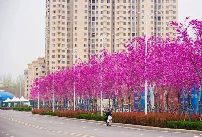 出行注意汝州市第四届紫荆花旅游文化节交通管制