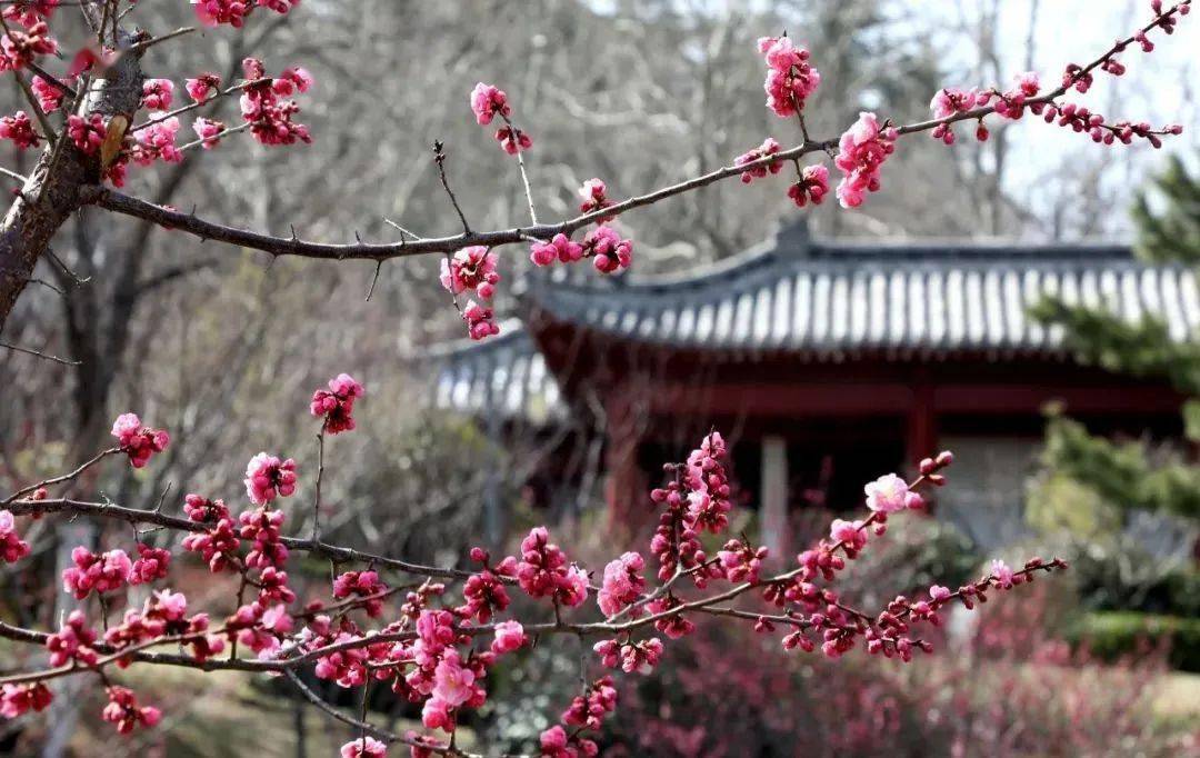 威海赏花好去处图片