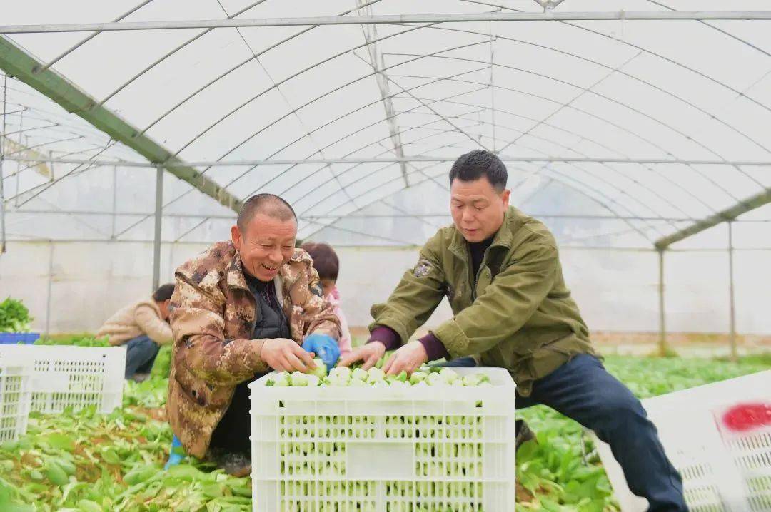 麻州镇时令蔬菜抢鲜上市鼓起菜农钱袋子