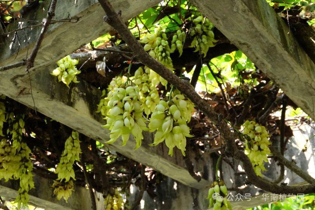 木本花卉区的紫白相间色禾雀花(大果油麻藤)▲木本花卉区的紫白色禾