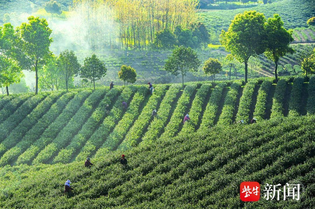 2024宜兴春茶全面开采_茶叶_太华_茶园