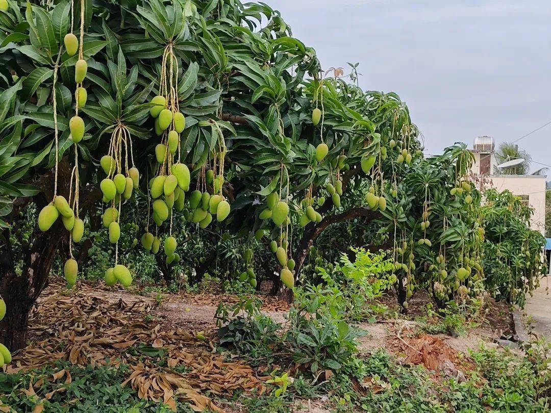 流云旅居三亚二