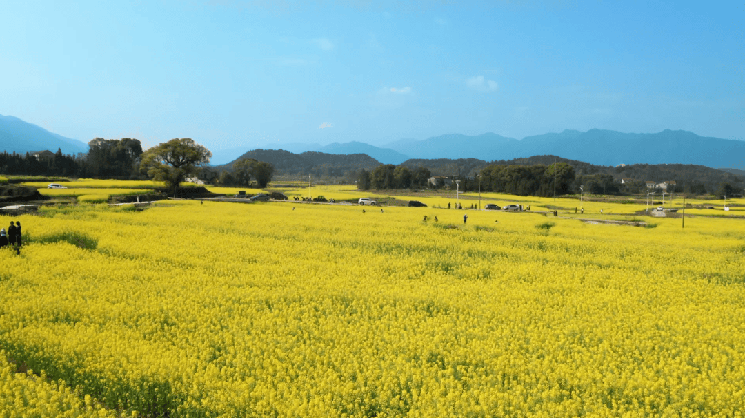 永泰梧桐油菜花图片