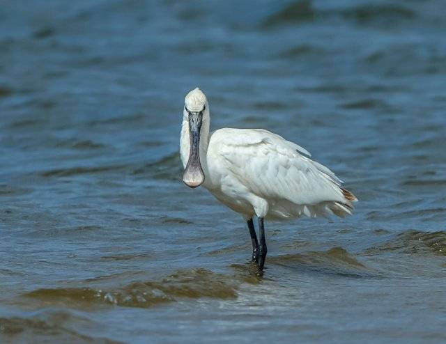 美好生活在云南16种珍稀鸟类近年到访滇池