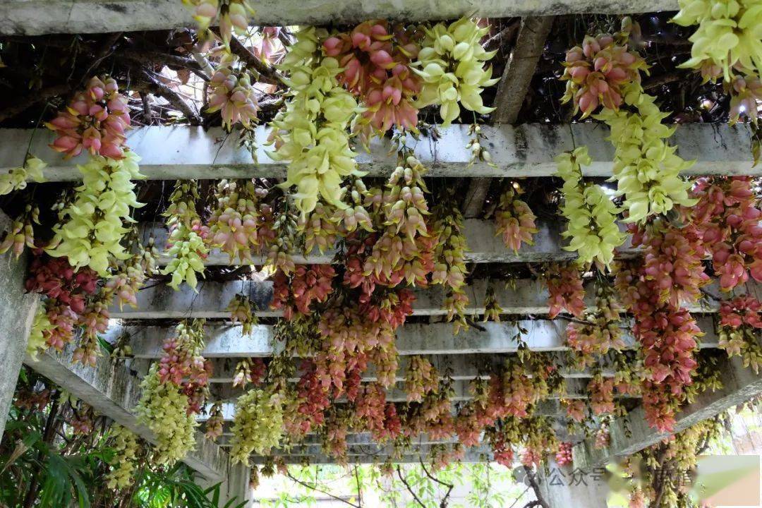 蕨类·阴生植物区的白色禾雀花(白花油麻藤)▲蕨类·阴生植物区的