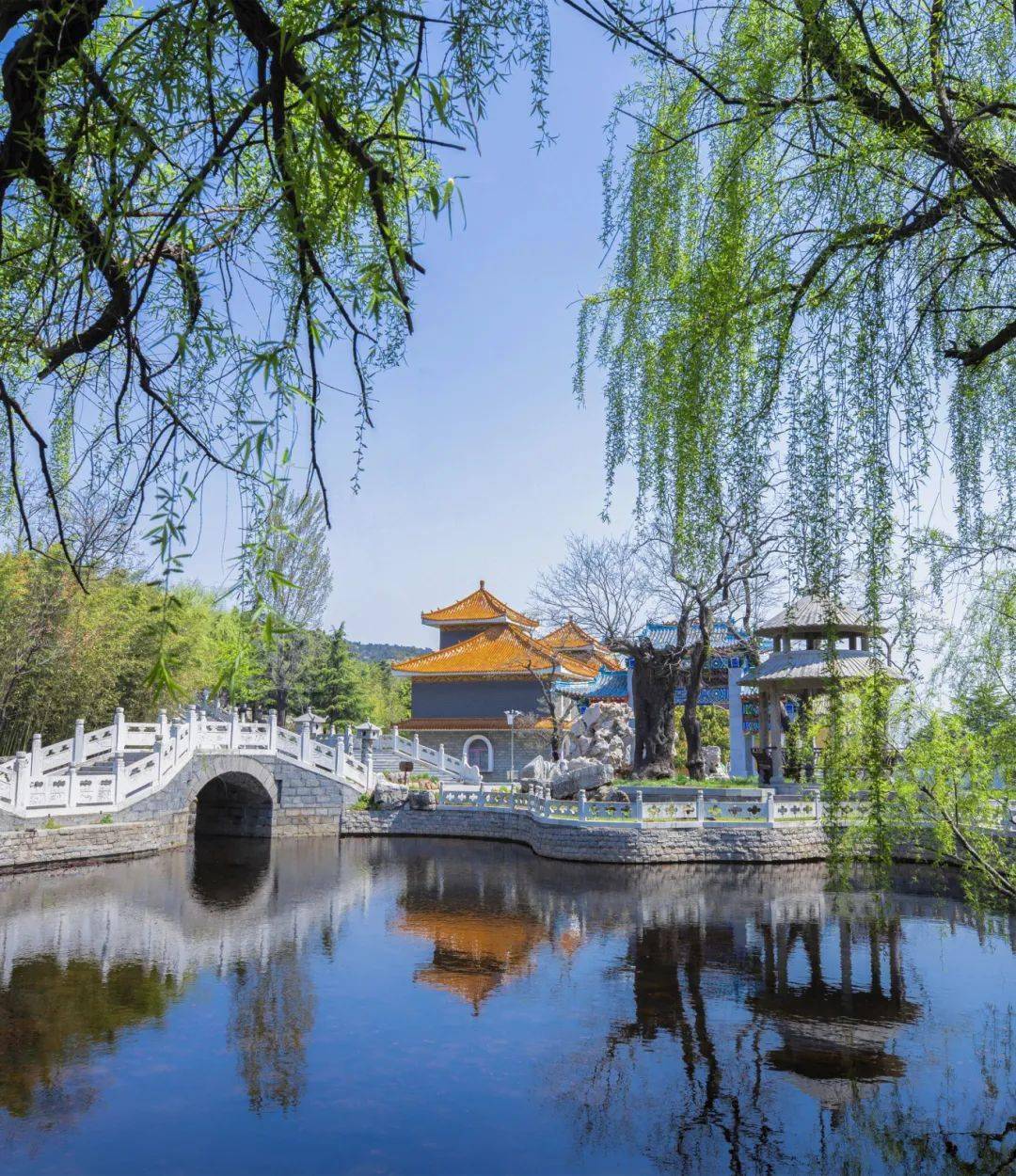 来日照,开启一场春日漫游!_荠菜_景区_公园