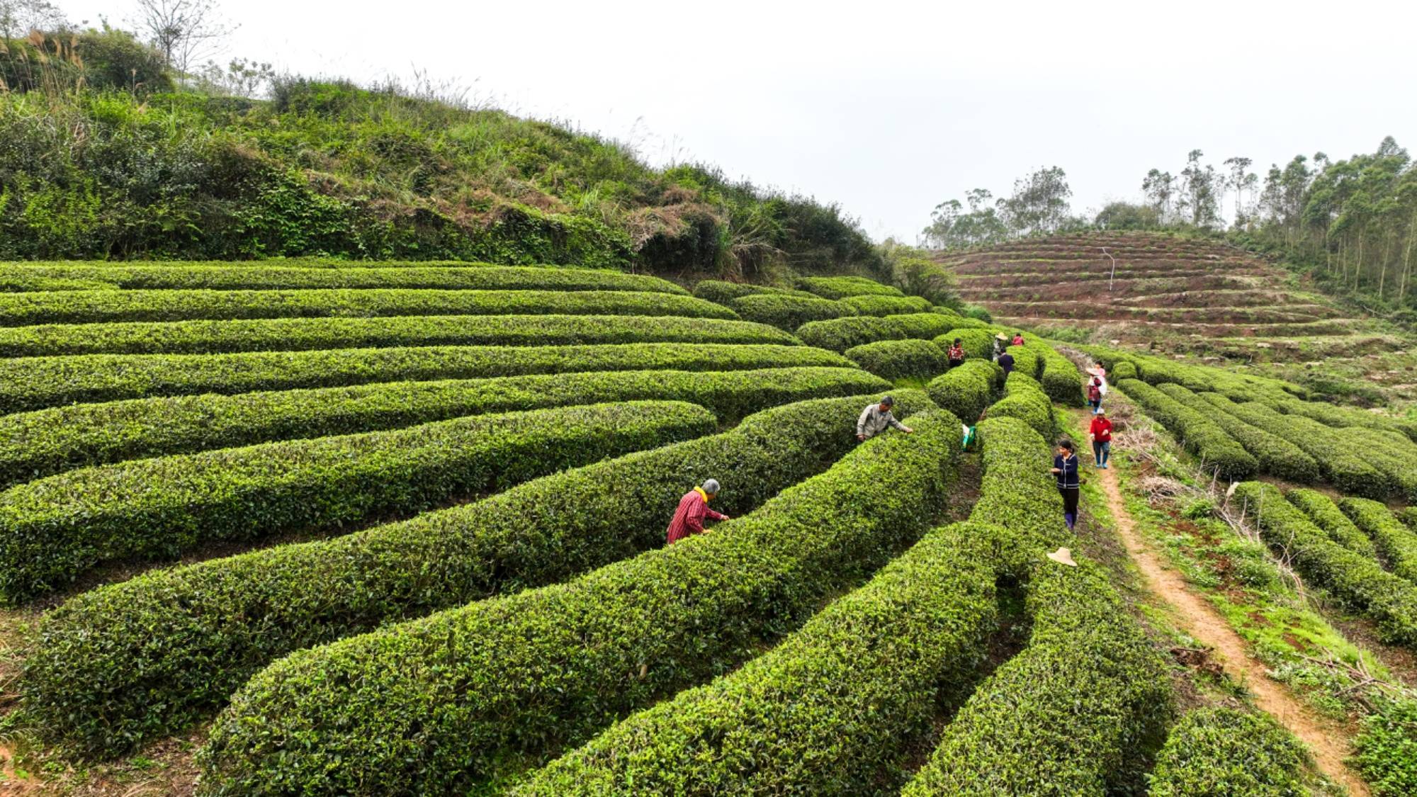 何书畅 摄)兴业县制茶历史悠久,茶文化源远流长,是广西著名的绿茶之乡