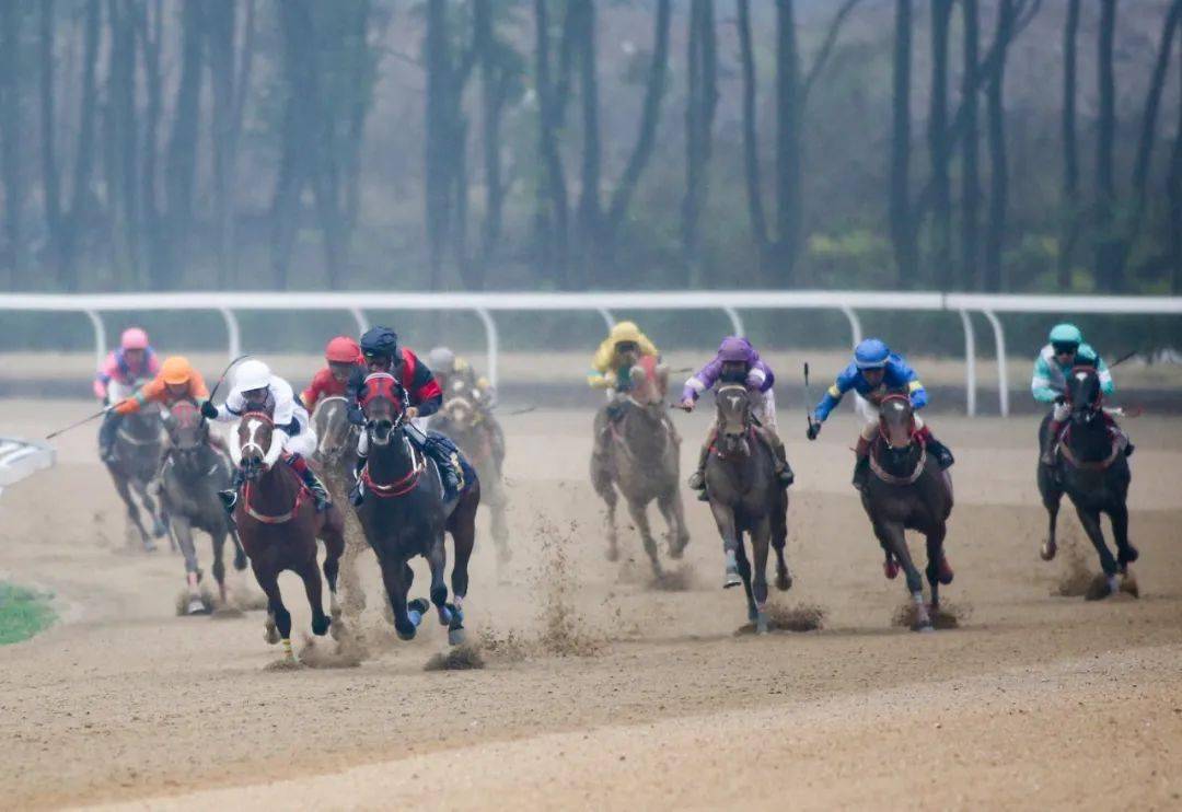 中国速度赛马大奖赛顶级名驹武汉飞蹄争锋