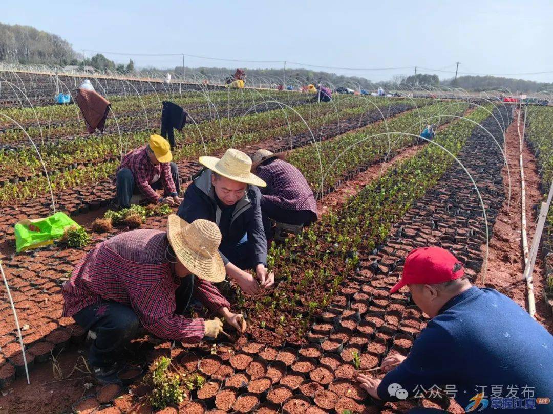 山坡街丰收村深耕"色块苗"产业助力乡村振兴_罗武_苗木_村民