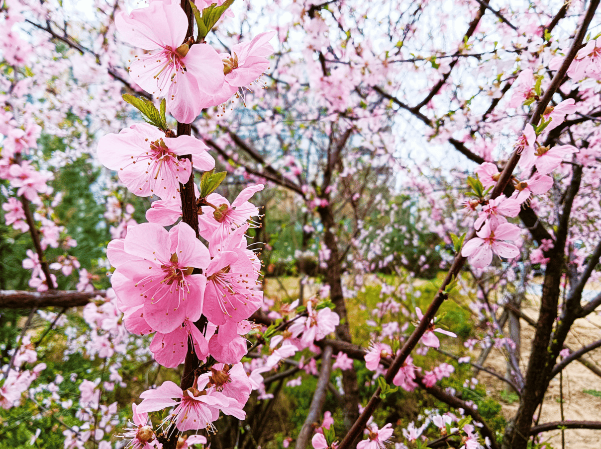 郑州街头春色美
