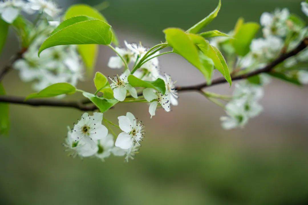 九龙湖畔的这颗网红梨花树