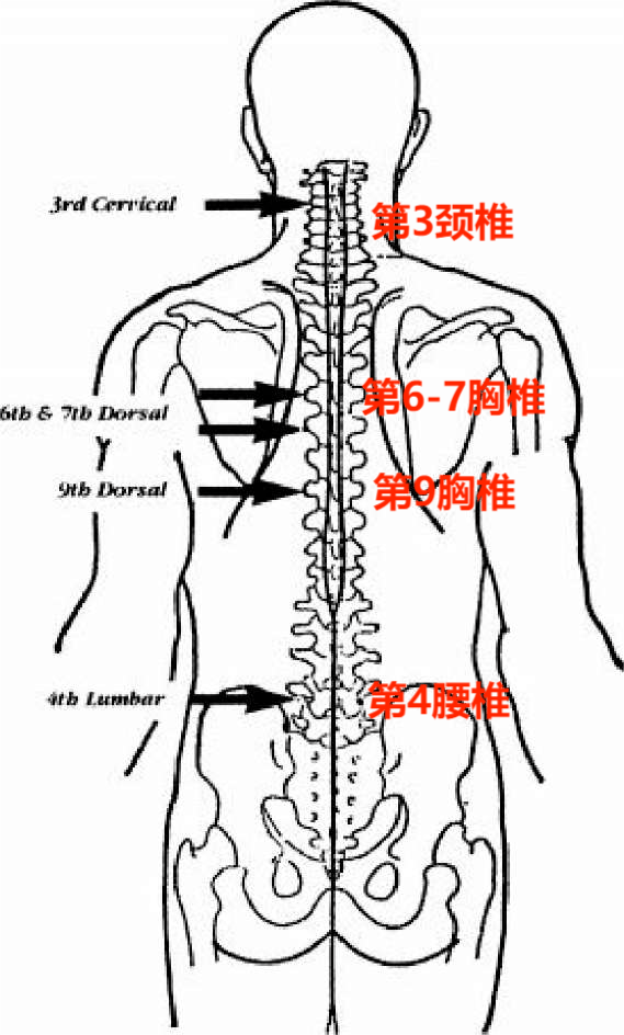 胸椎的结构图图片