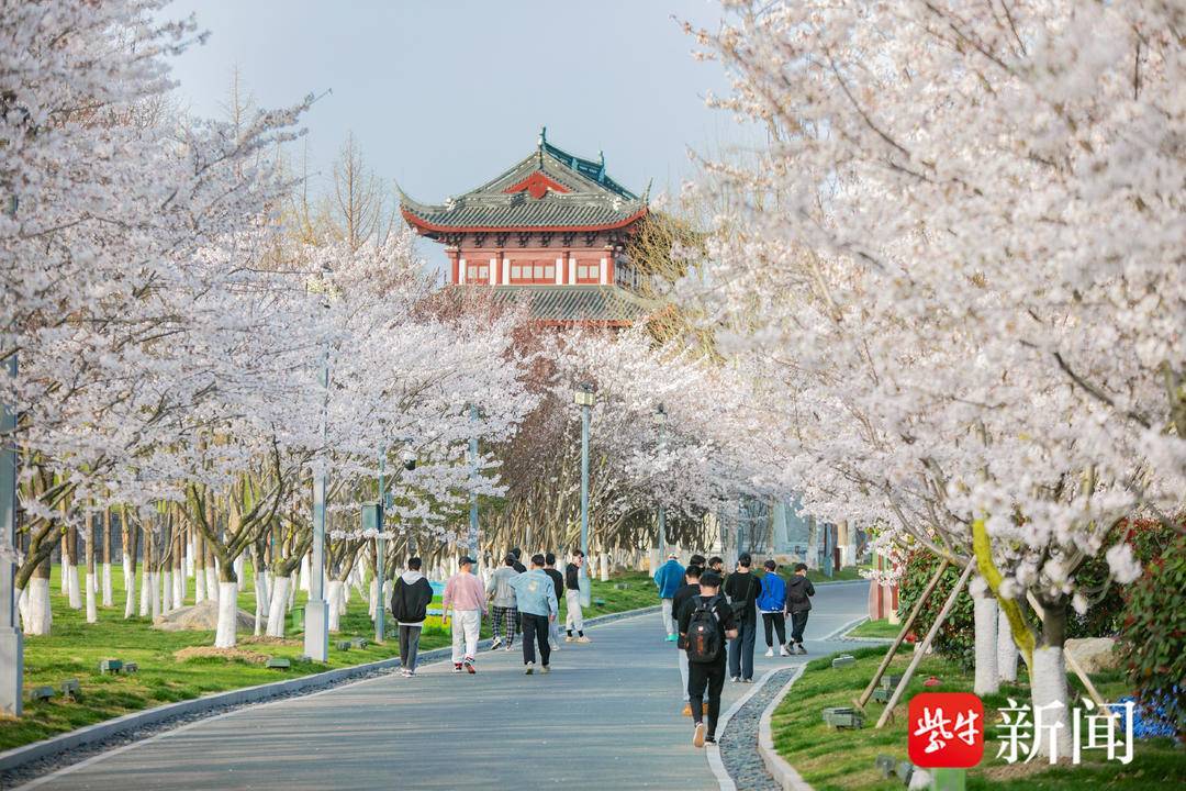 2024花开盐城文化旅游季暨大洋湾第十届樱花月启幕