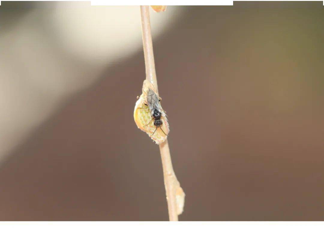 北京地区3月主要林木有害生物监测防治历